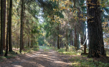 Jaskoniškių pažintinis takas