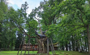 Stelmužės ąžuolas