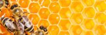 Parama už papildomą bičių maitinimą 2023 m.
